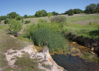 Flowing spring