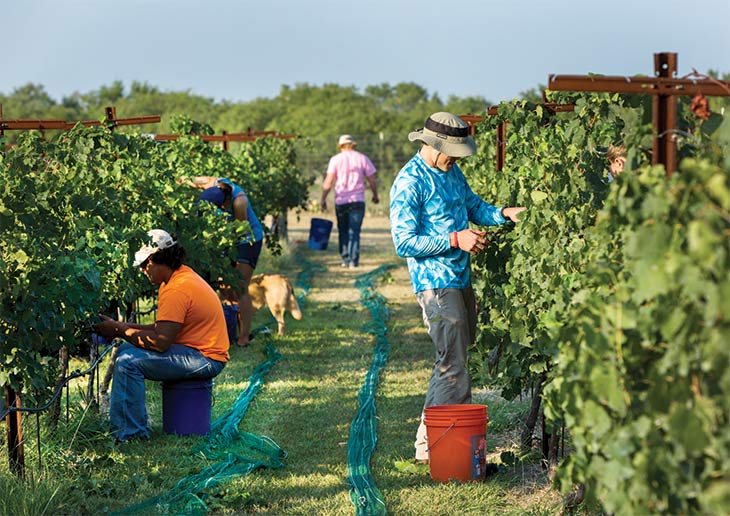 Friends and relatives help harvest the grapes by hand.